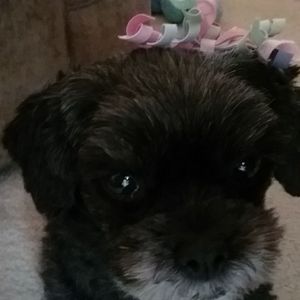 Meet your Posher, John n renee